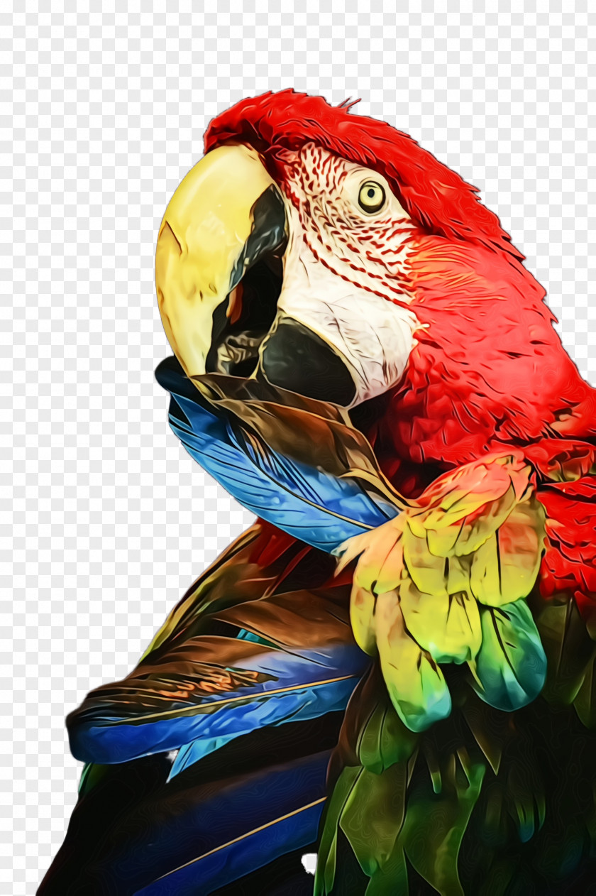 Wing Parakeet Bird Macaw Parrot Beak Budgie PNG