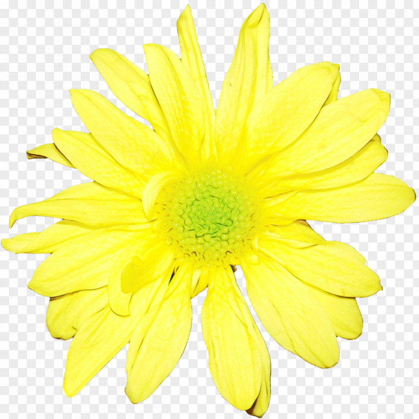 Daisy Family Cut Flowers Flower Yellow Gerbera Petal Barberton PNG