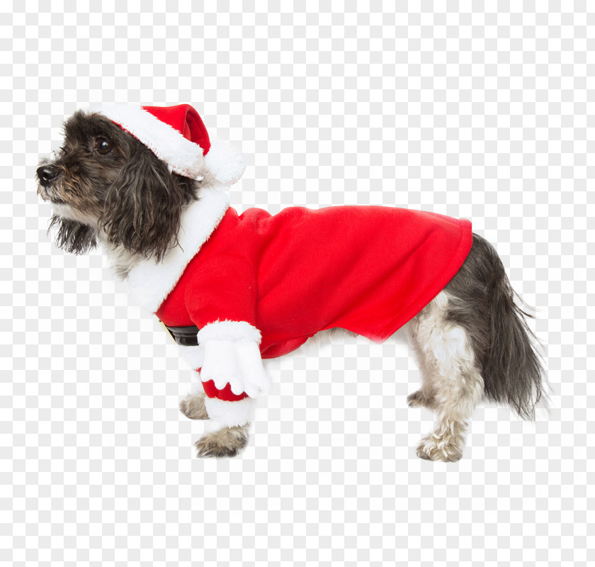 Puppy Dog Breed Companion Clothes PNG