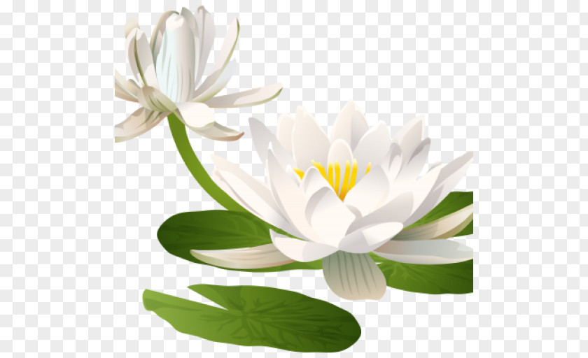 Water Lilies Nelumbo Nucifera Lilium Flower Clip Art PNG