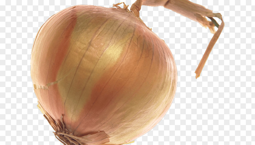 Amaryllis Family Garlic Onion Cartoon PNG