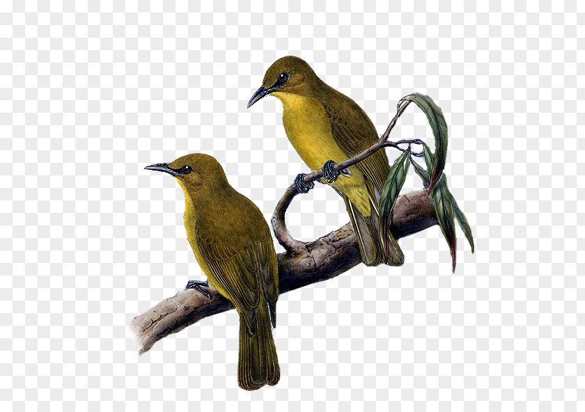 Beak Finches Common Nightingale Fauna Wildlife PNG