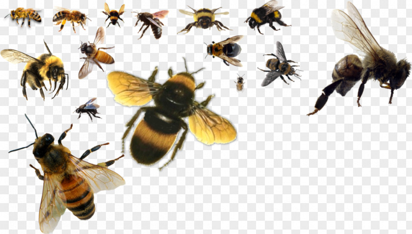 Bee Honey Bumblebee PNG