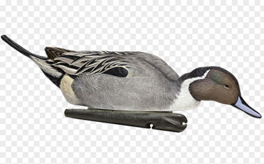 Duck Decoy Mallard Northern Pintail Gadwall PNG