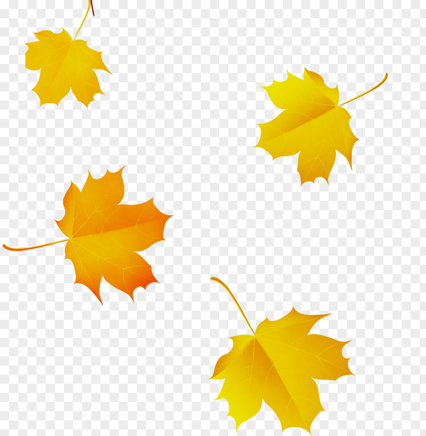 Planetree Family Deciduous Tree Background PNG