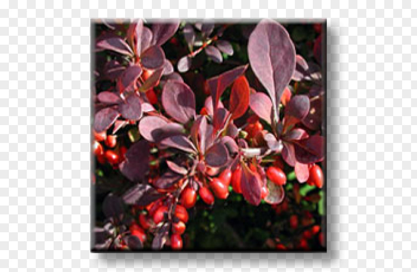 Barberry Maule's Quince Wintergreen Shrub Evergreen PNG