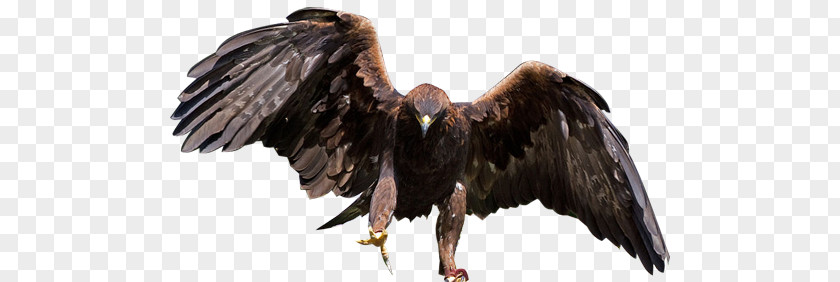 Bird Bald Eagle Of Prey Golden PNG