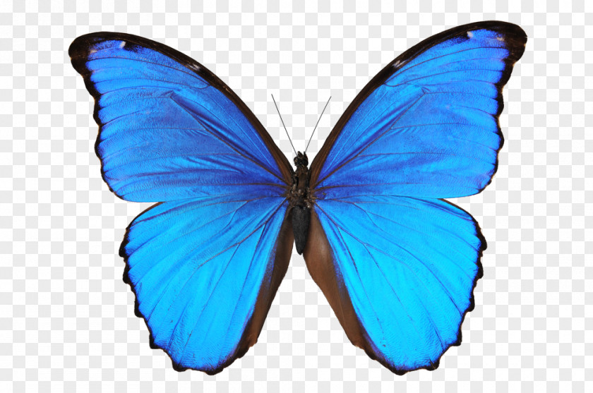 Blue Butterfly Wall Decal Morpho Photography PNG