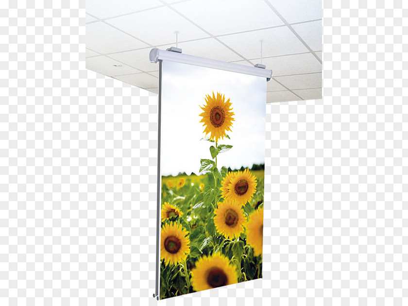 Roll Ups Sunflower Seed Floral Design M Flowerpot PNG