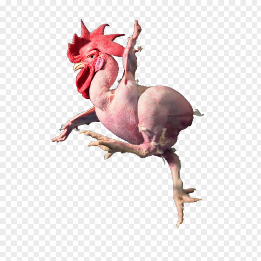 Running Chicken Rooster As Food PNG