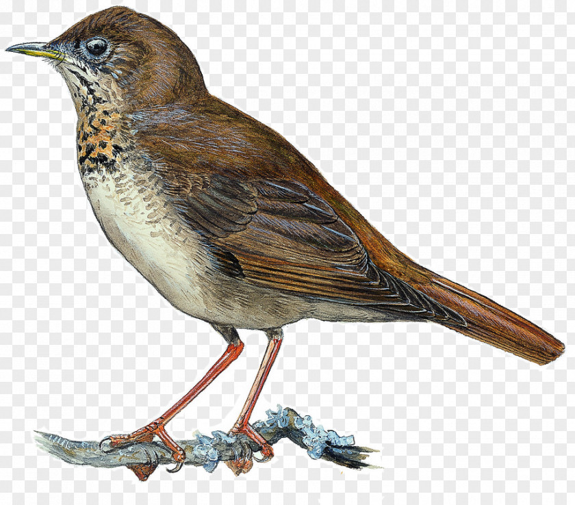 Common Nightingale Bicknell's Thrush European Robin Gray-cheeked House Sparrow PNG