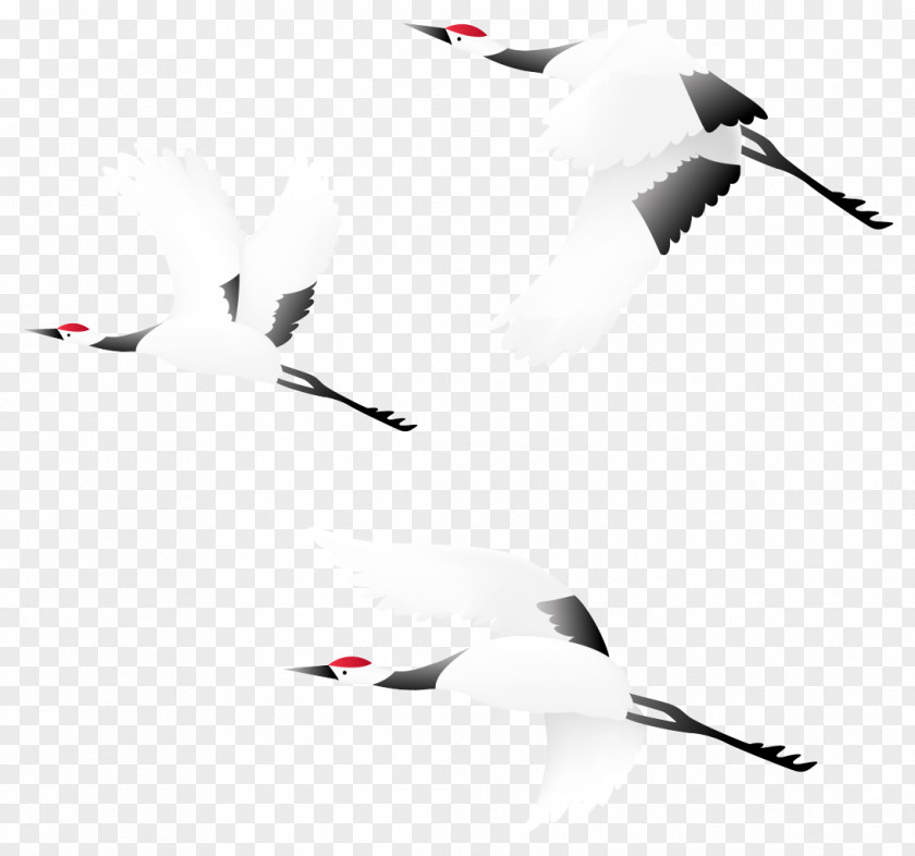 CRANE BIRD Bird Crane Clip Art PNG