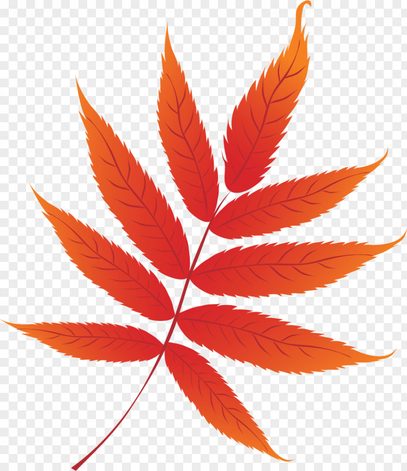 Floral Leaf Autumn Color Clip Art PNG