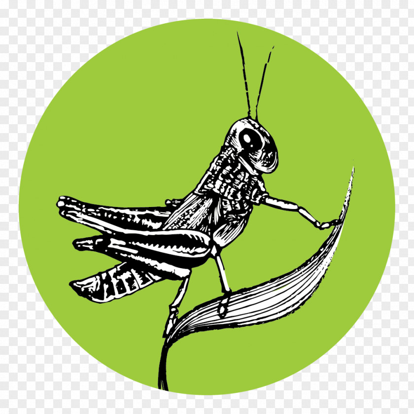 Grasshopper Insect Butterfly Pollinator PNG