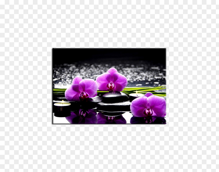Painting Orchis Orchidea Flower Orchids PNG