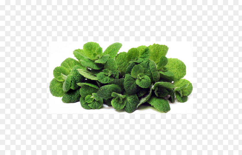 Plant Apple Mint Mentha Spicata Peppermint Arvensis PNG