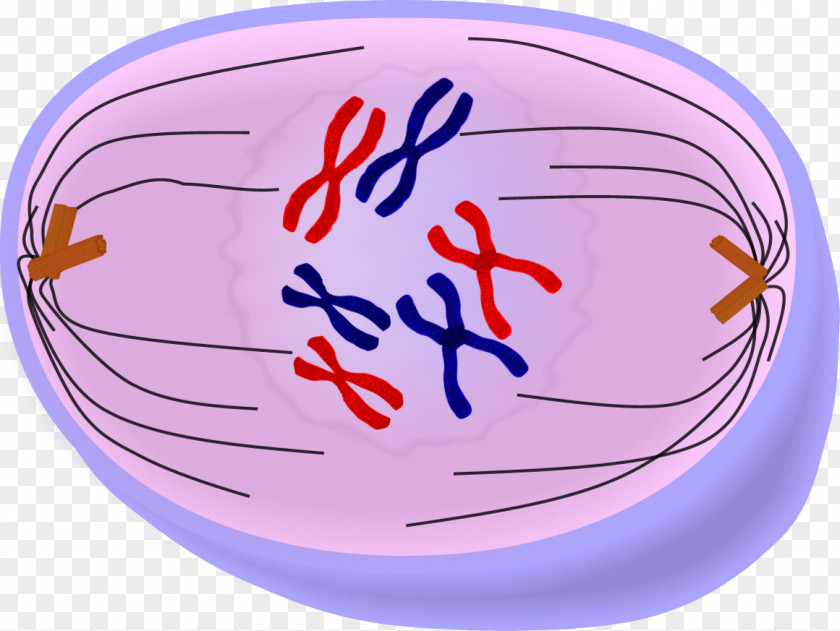 Prometaphase Anaphase Telophase Mitosis Cell Division PNG