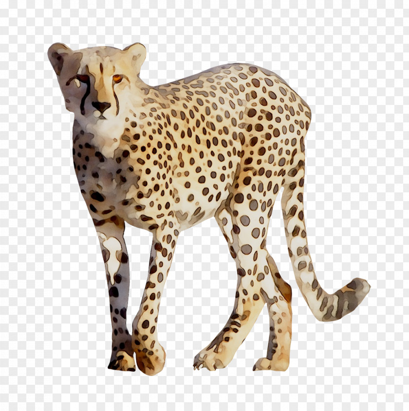 Cheetah Clip Art Felidae Leopard PNG