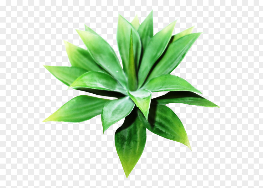 Suculent Plant Leaf Agave INAV DBX MSCI AC WORLD SF PNG