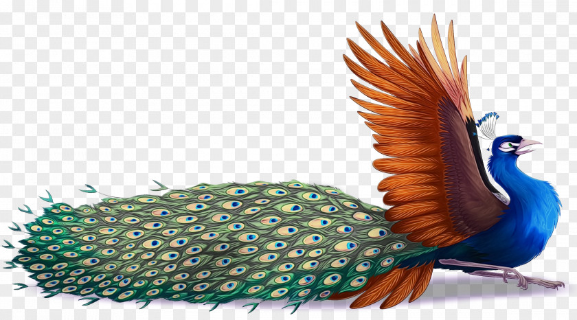 Beak Tail Feather PNG
