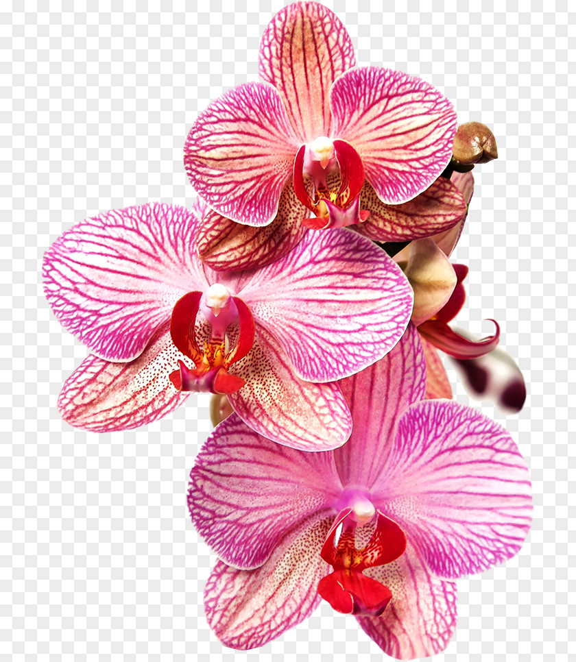 Beauty & Wellness T-shirt Moth Orchids Woman ClothingT-shirt Ganesha PNG