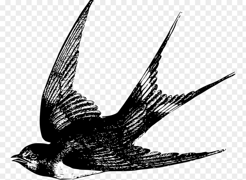 Bird Barn Swallow Flight Drawing PNG