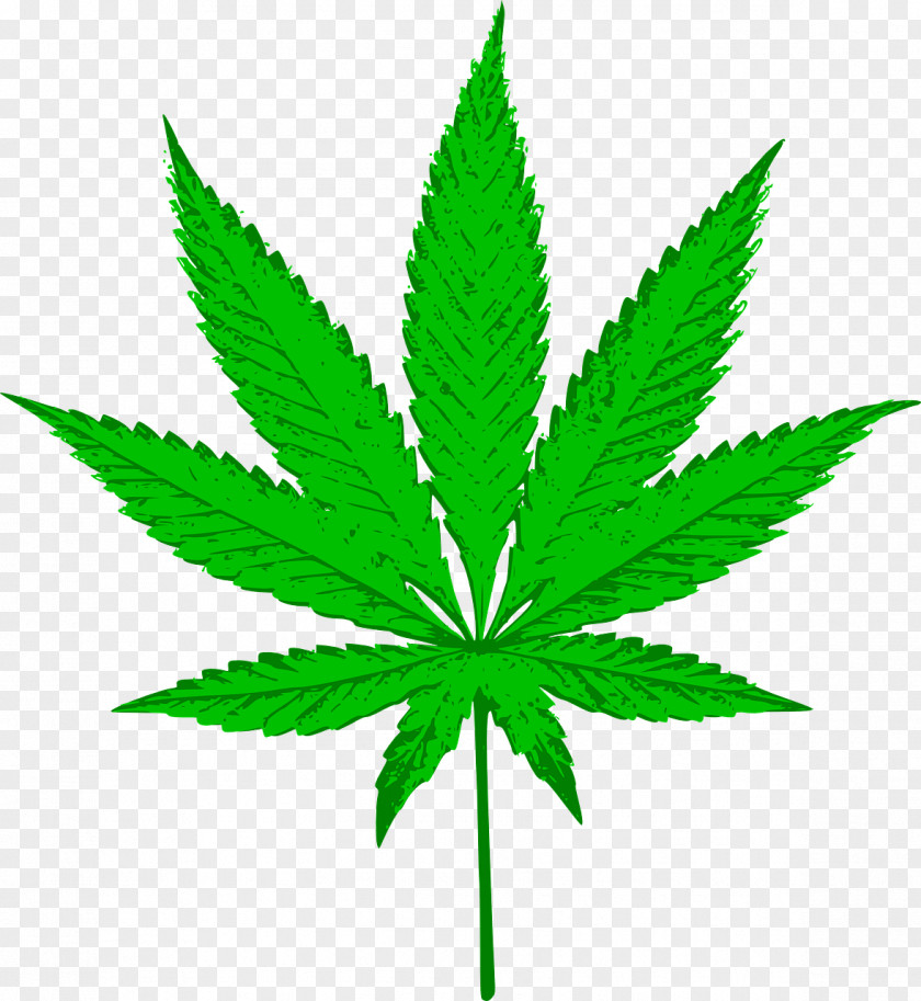 Cannabis Sativa Medical Clip Art PNG