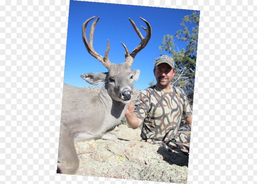 Deer Hunter Reindeer White-tailed Elk Hunting PNG