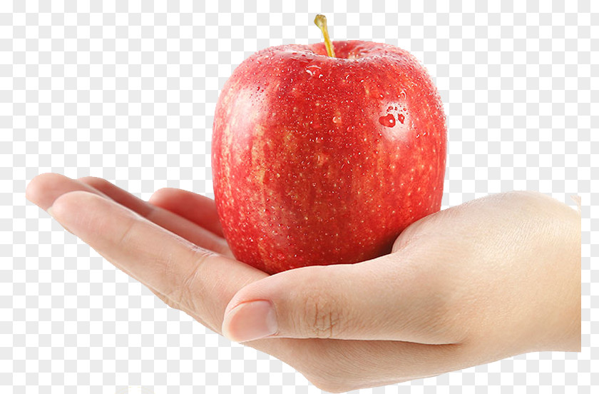FIG Holding Apple Auglis PNG