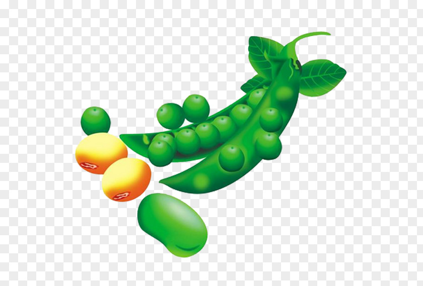 Pea Pod Material Picture Snow Edamame Lima Bean PNG