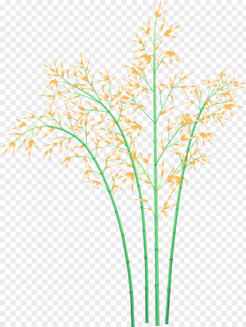 Plant Grass Flower Stem Family PNG