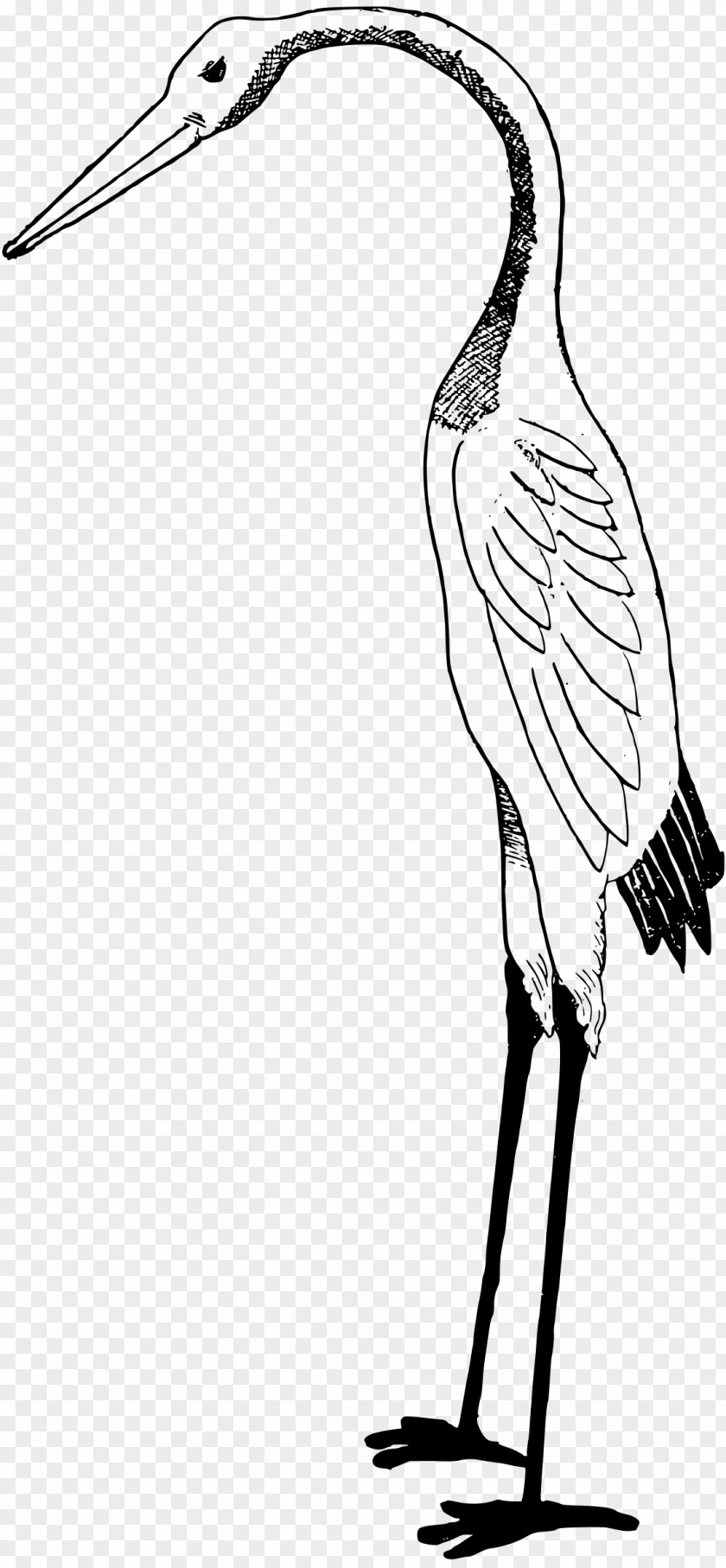 Stork White Clip Art PNG