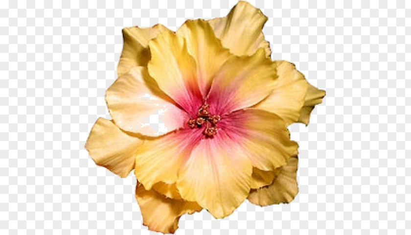 Flower Hibiscus Dress Clothing Barrette PNG