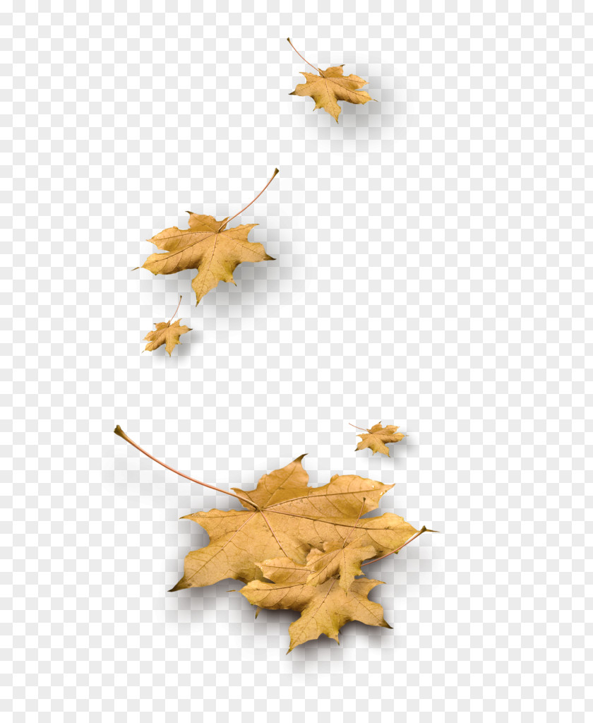 Leaf Yellow Autumn PNG