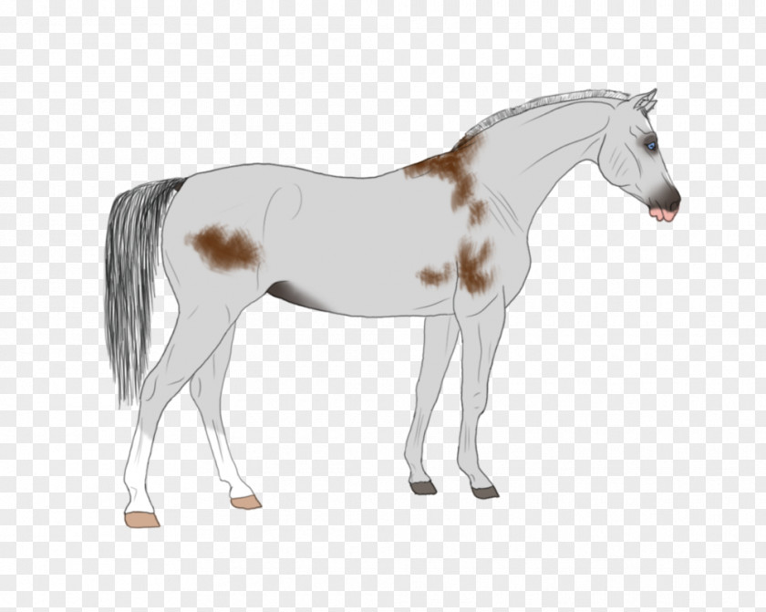 Mustang Foal Stallion Mare Colt PNG