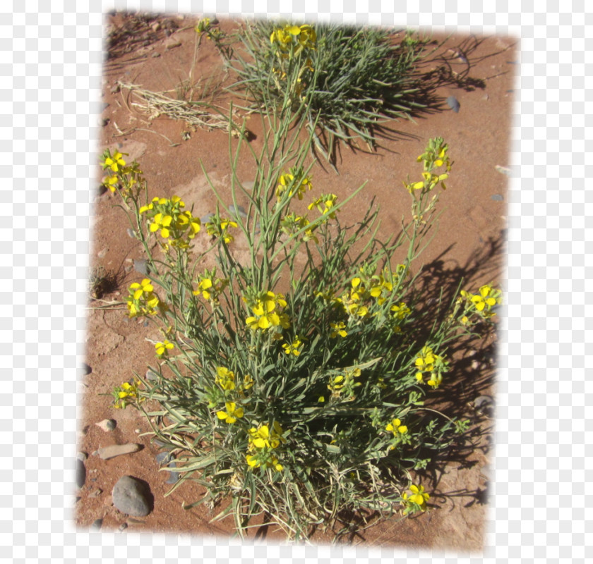 Plants Physaria Fendleri Seed Desert Marigold PNG
