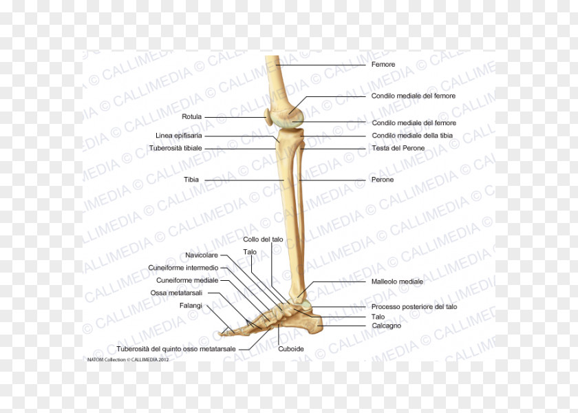 Tibia Bone Anatomy Human Skeleton Body Knee PNG