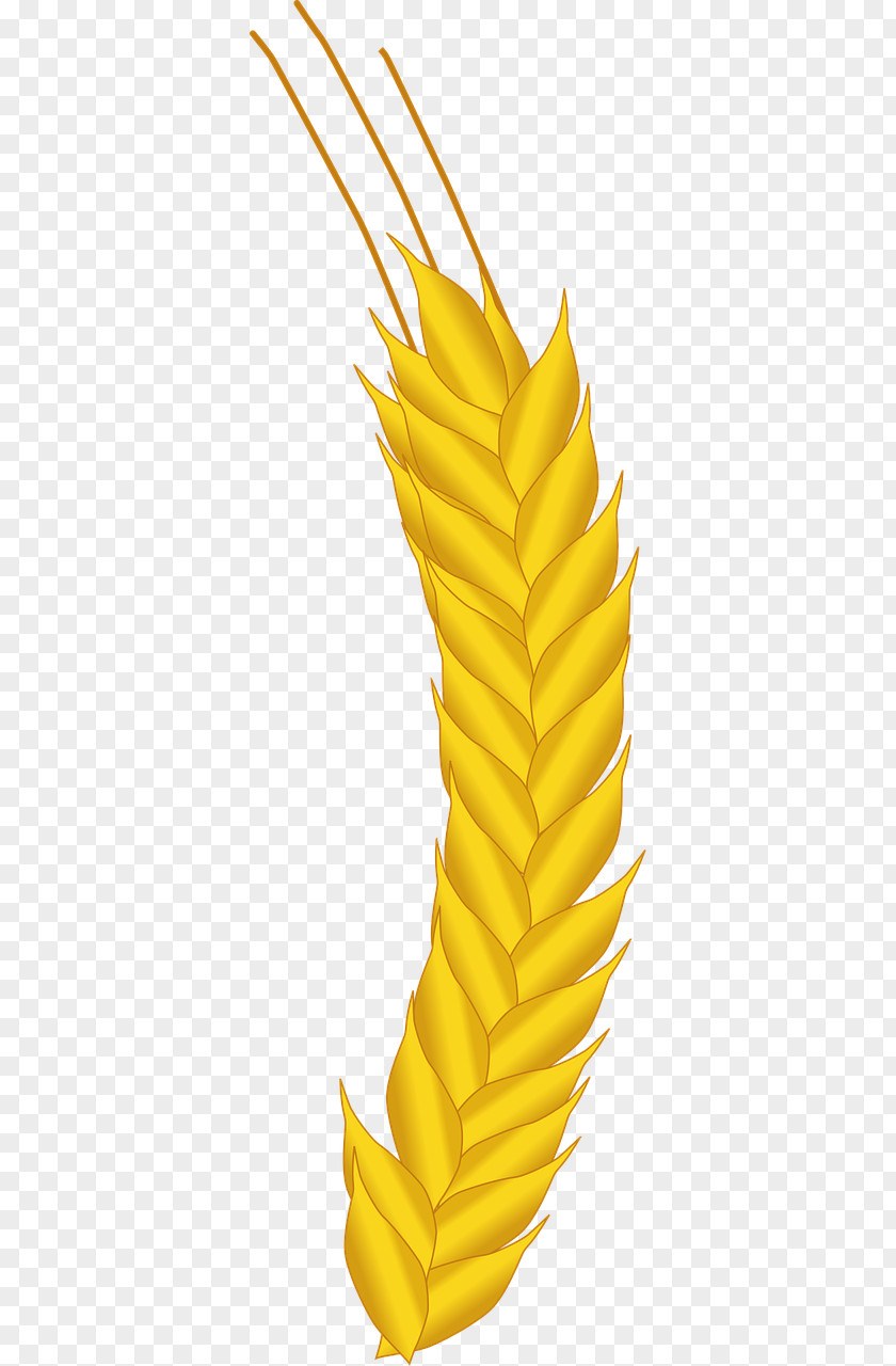 Wheat Maize Agriculture Crop PNG