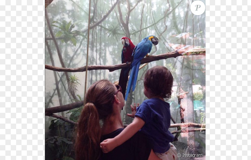 Zoo Park Macaw Parrot Beak Fauna Recreation PNG
