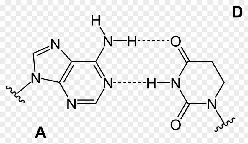 Base Pair GC-content Hydrogen Bond Adenine Guanine PNG