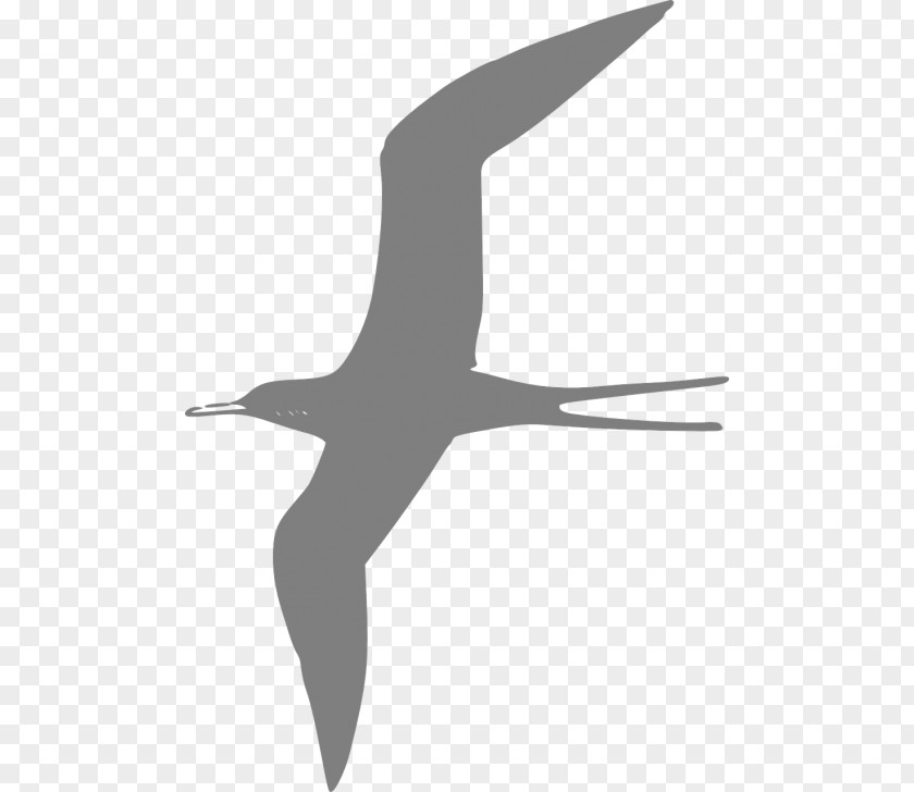Bird Frigatebird Clip Art Terns Seabird PNG