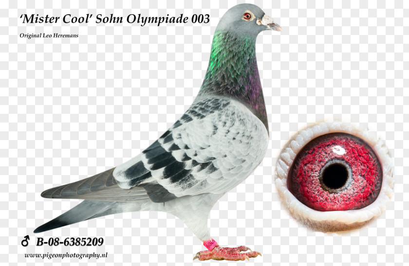 Bird Racing Homer Homing Pigeon Columbidae PNG