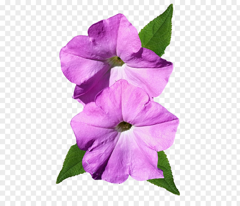 Flower Petunia Image Petal PNG