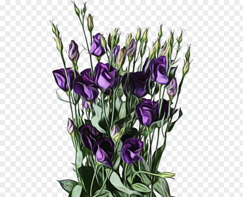 Iris Gentiana Floral Flower Background PNG