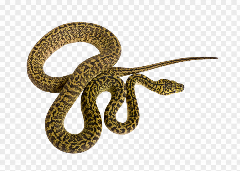 Patterns Of Snake Decorations Corn Reptile Morelia Spilota Mcdowelli Python PNG