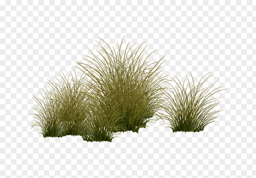 Aquatic Plants Vegetation Shrubland Tree Grasses Plant PNG