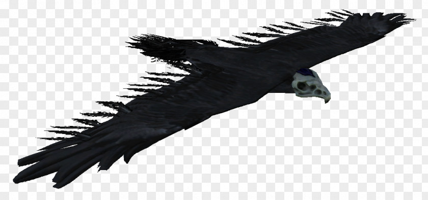 Bird Condor The Elder Scrolls V: Skyrim Hawk Eagle PNG