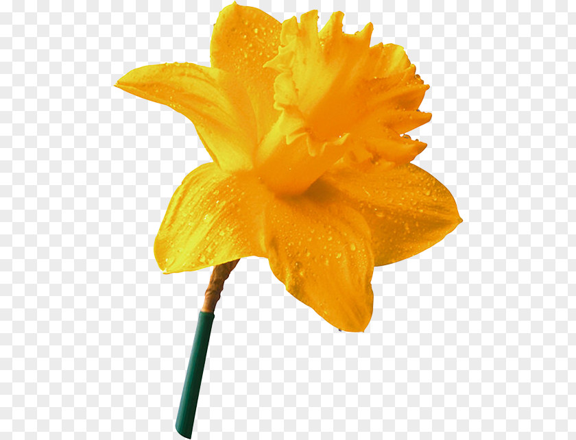 Flower Daffodil Narcissus Yellow PNG