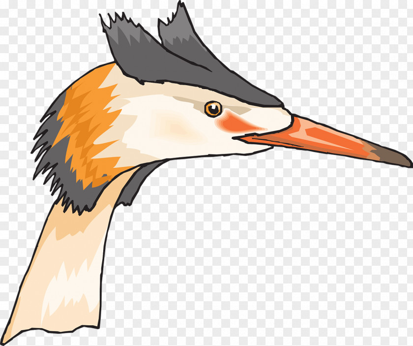 Bird Beak Heron Duck Clip Art PNG