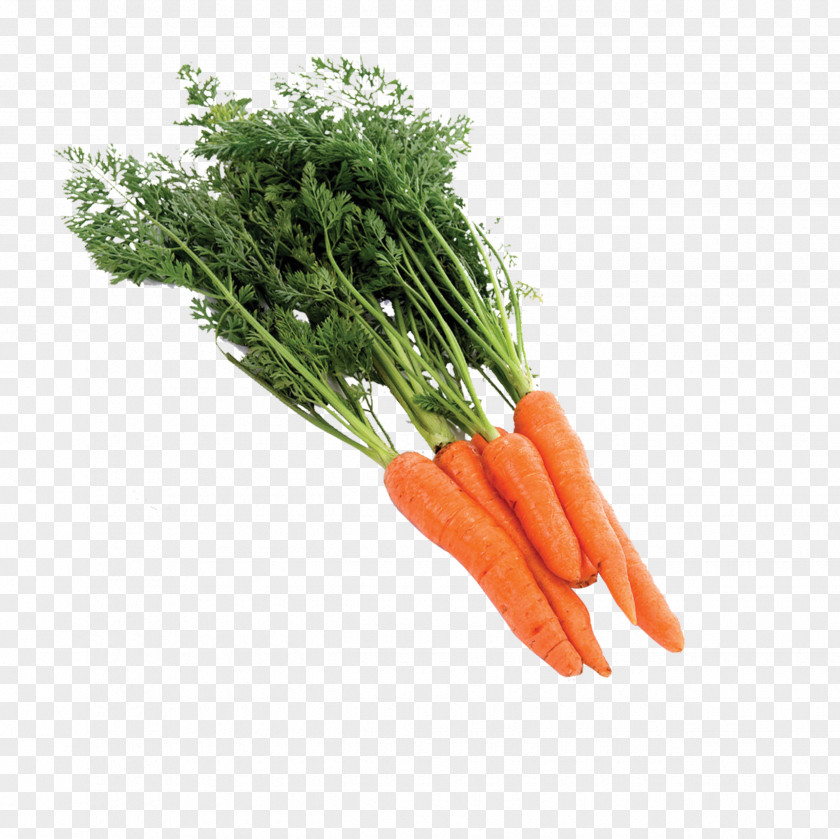 Carrot Baby Radish PNG